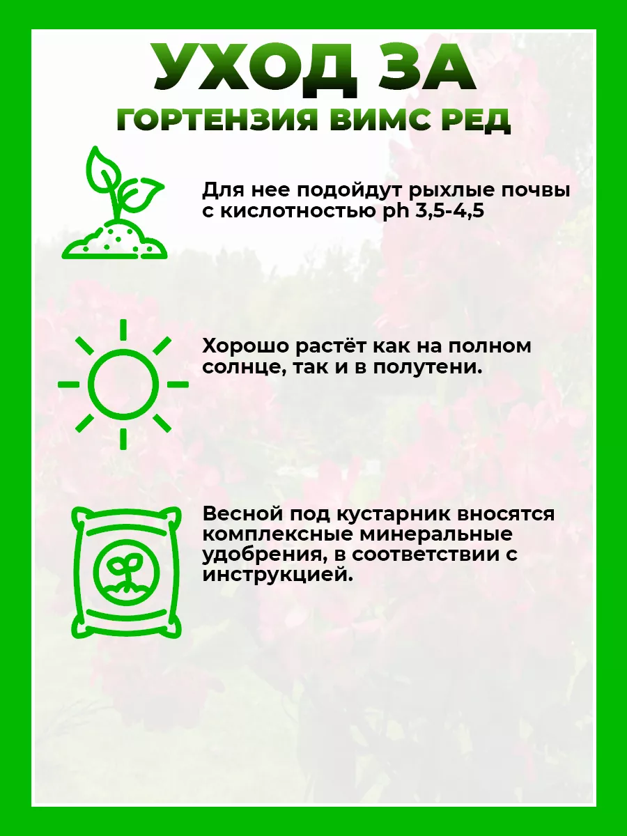 Гортензия метельчатая Вимс Ред
