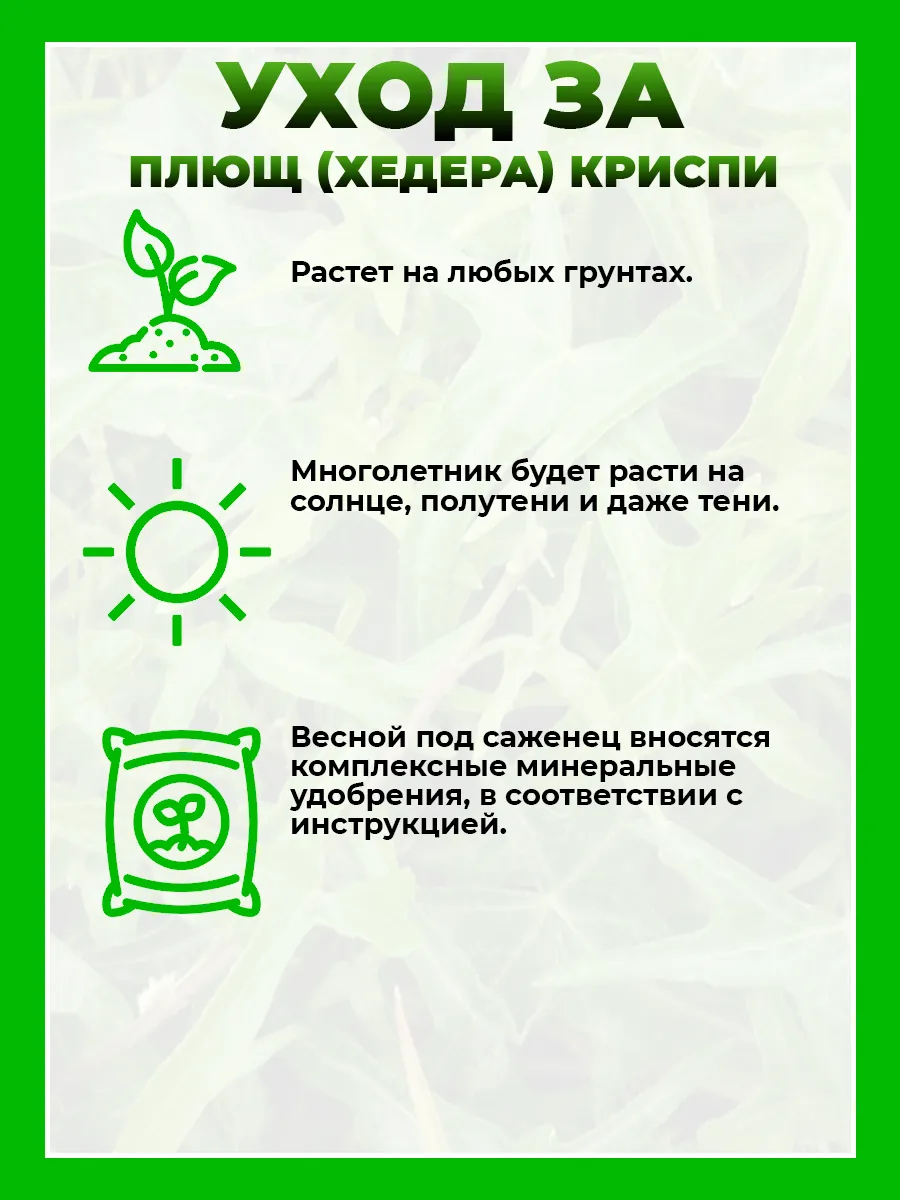 Плющ (хедера) Криспи
