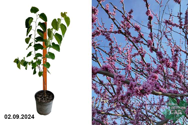 Багрянник (Церцис) канадский (Cercis canadensis ) С5 аг