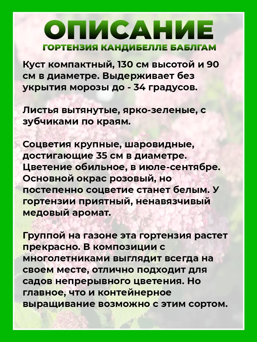 Гортензия древовидная Кандибелле Баблгам