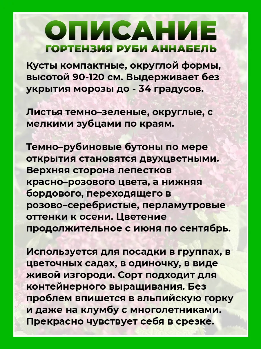 Гортензия древовидная Руби Аннабель