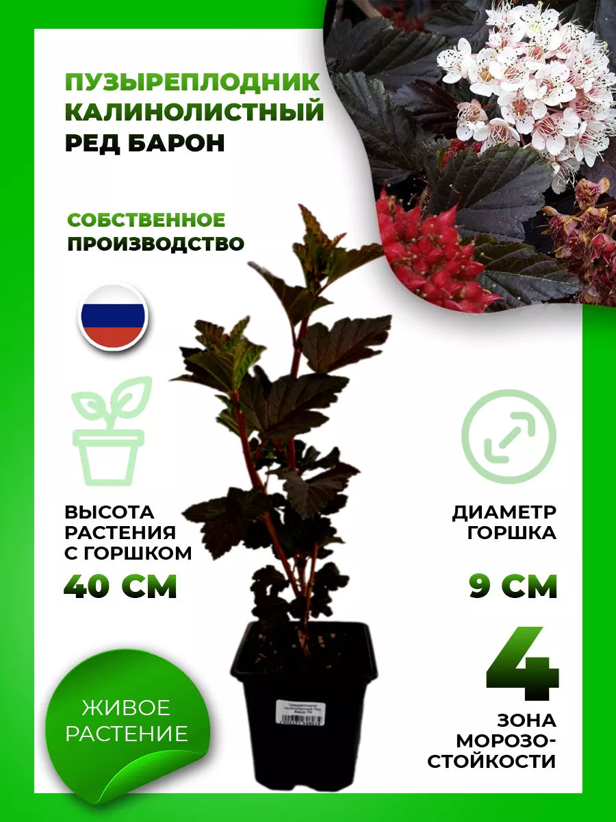 Пузыреплодник калинолистный Ред Барон