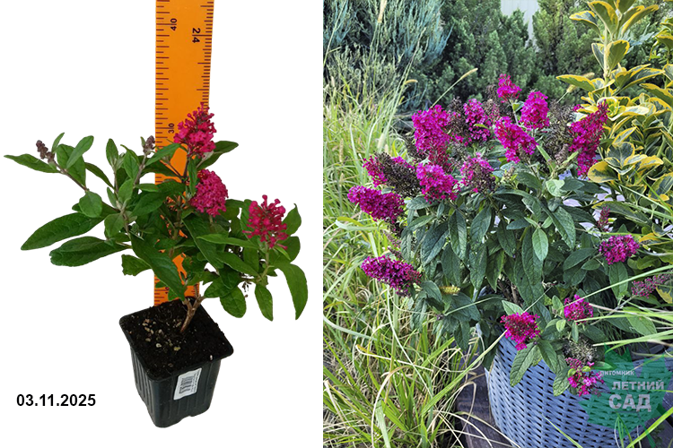Буддлея Давида Баттерфляй Канди Литтл Руби (Buddleja Davidii Butterfly Candy Little Ruby) Р9 лс