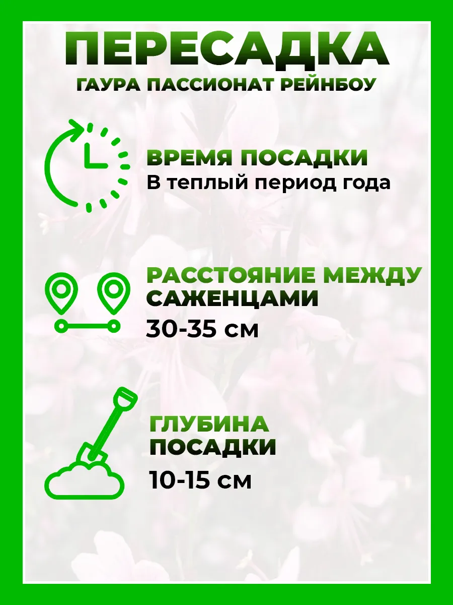 Гаура Линдхеймера Пассионат Рейнбоу