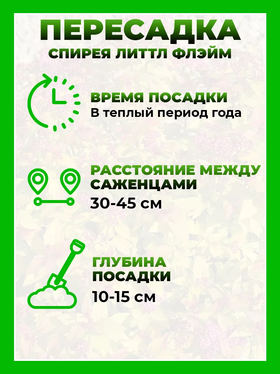 Спирея японская Литтл Флэйм