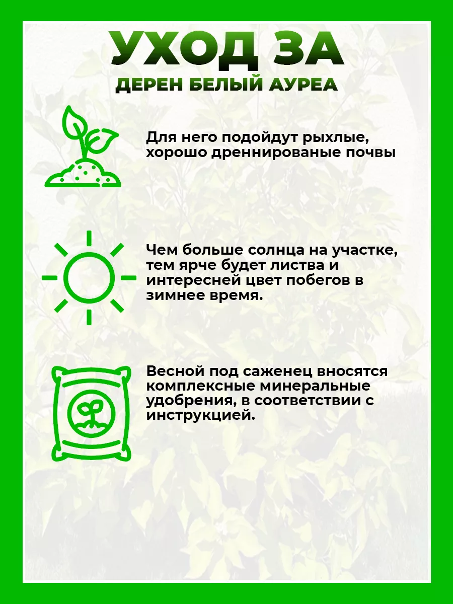 Дерен белый Ауреа