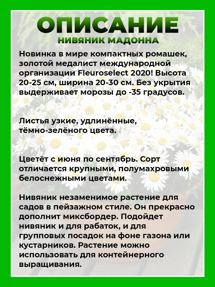 Нивяник Мадонна