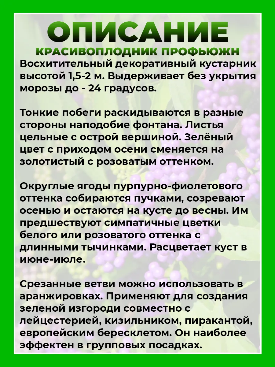 Красивоплодник бодиньера Профьюжн