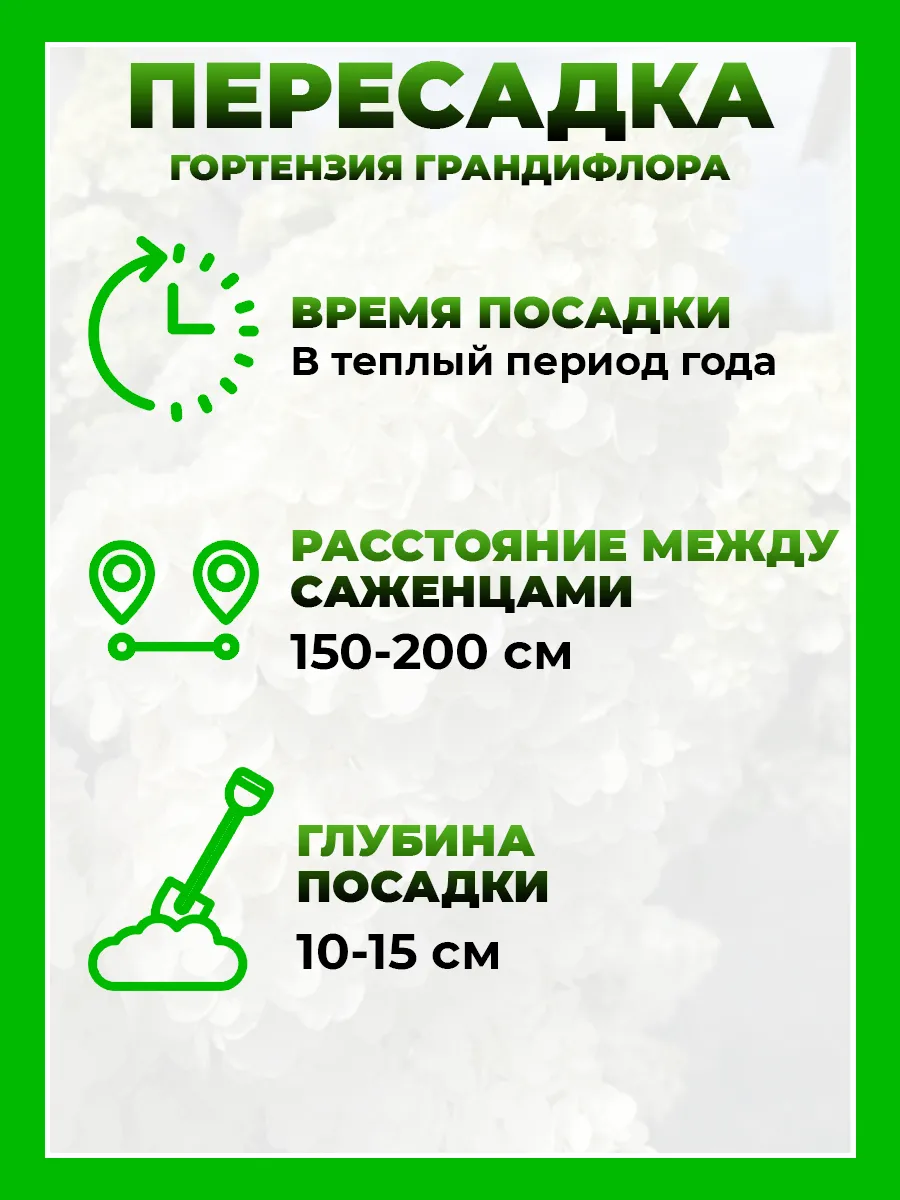 Гортензия метельчатая Грандифлора