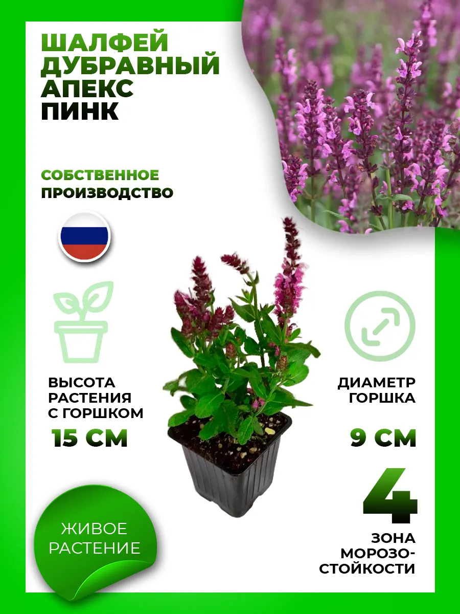 Шалфей дубравный Апекс Пинк