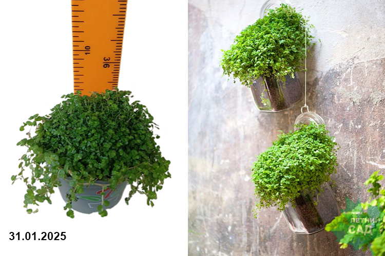 Солейролея микс (Soleirolia) Р9