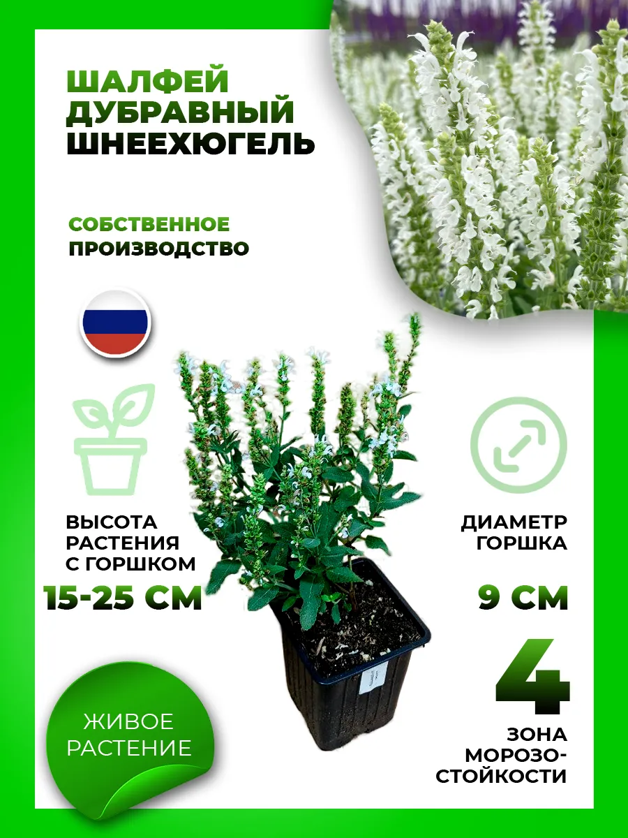 Шалфей дубравный Шнеехюгель