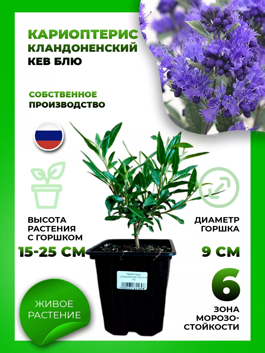 Кариоптерис кландоненский Кью Блю