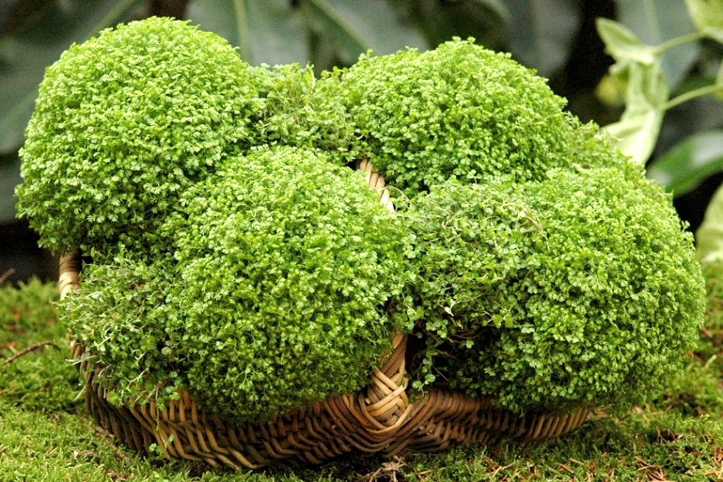 Солейролея амп.