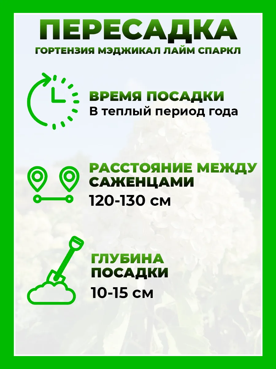 Гортензия метельчатая Мэджикал Лайм Спаркл