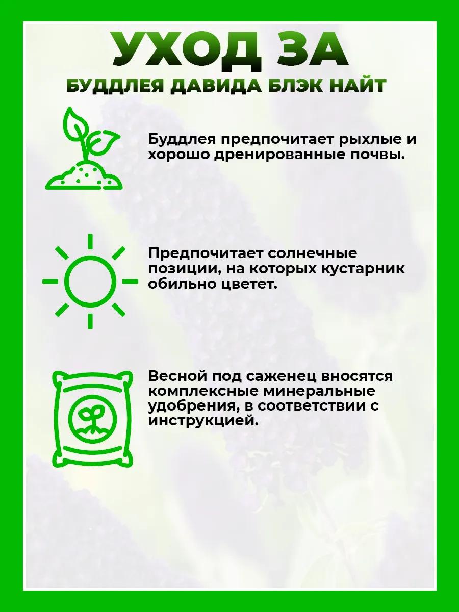 Буддлея Давида Блэк Найт