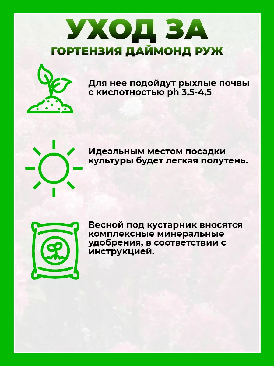 Гортензия метельчатая Даймонд Руж