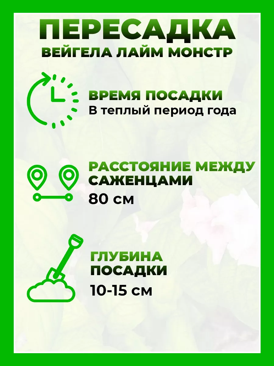 Вейгела цветущая Лайм Монстр