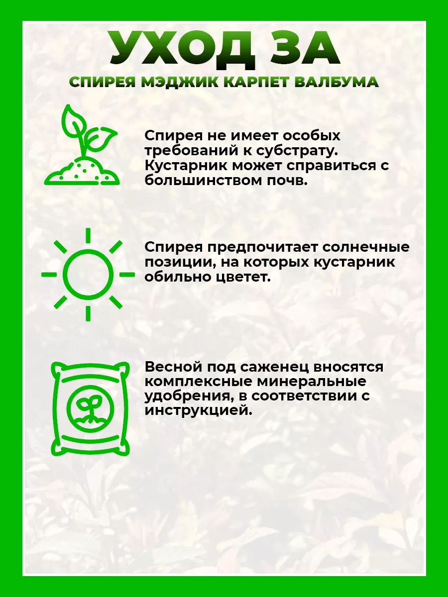 Спирея японская Мэджик Карпет Валбума