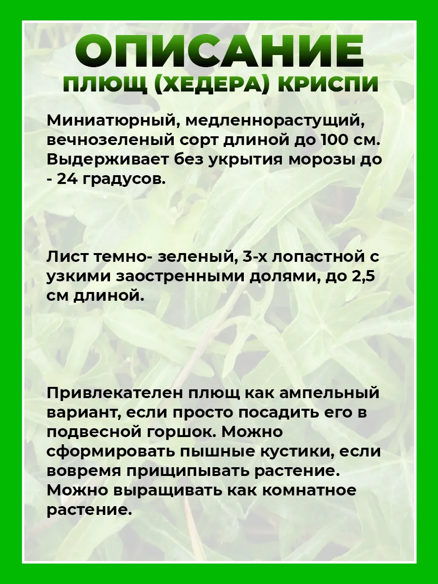Плющ (хедера) Криспи