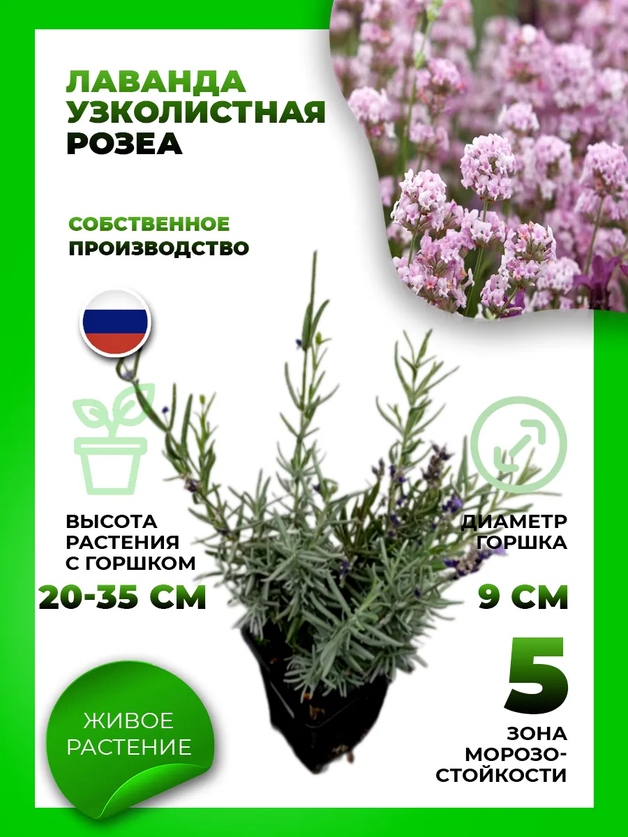 Лаванда узколистная Розеа