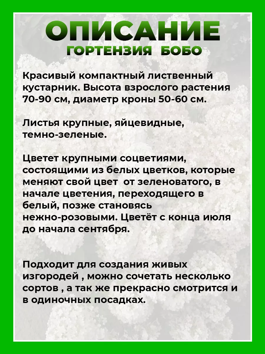 Гортензия метельчатая Бобо