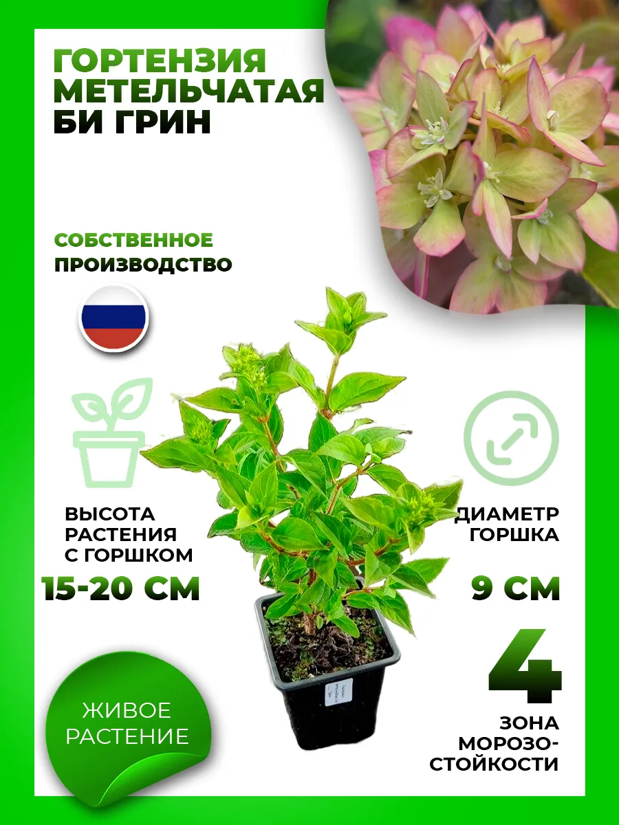 Гортензия метельчатая Би Грин