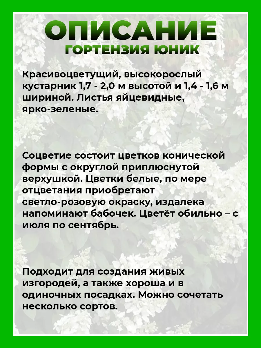 Гортензия метельчатая Юник