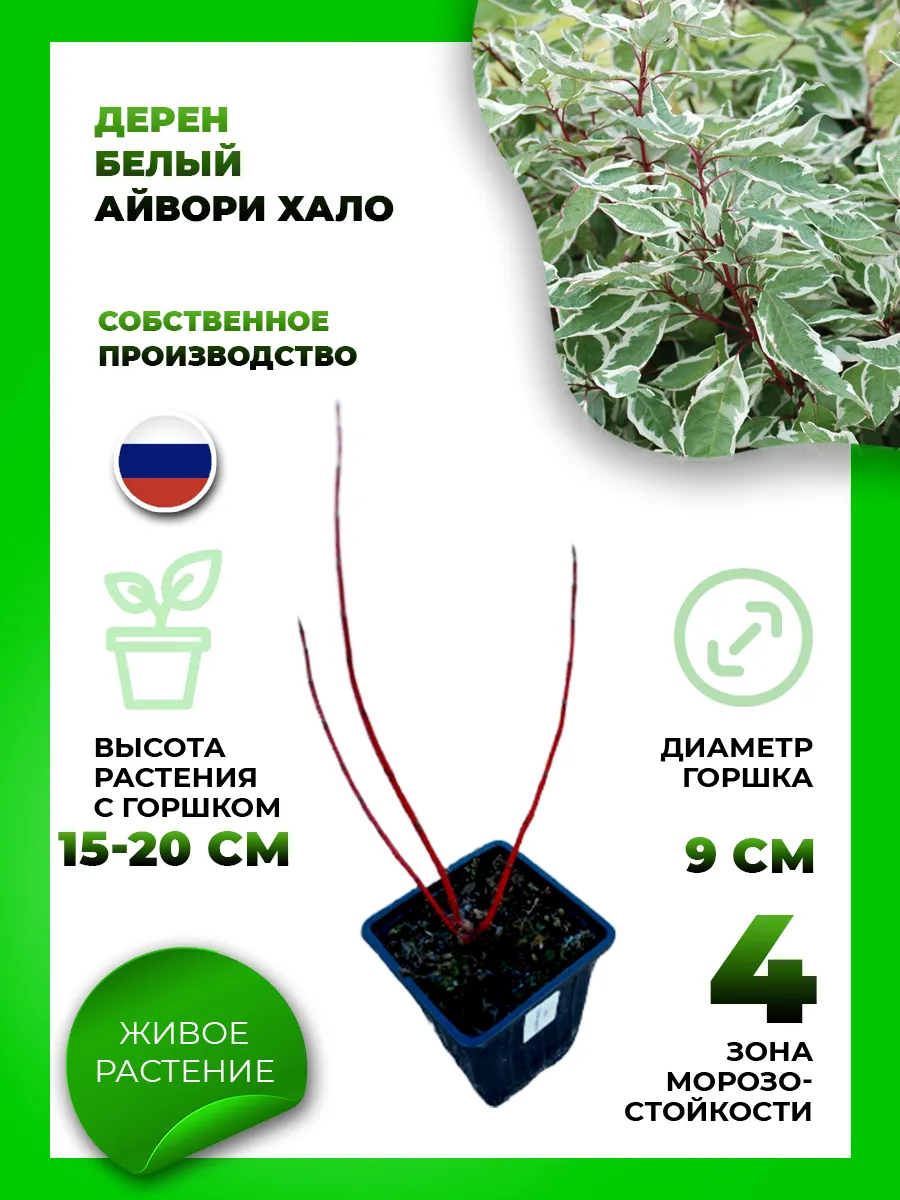 Дерен белый Айвори Хало