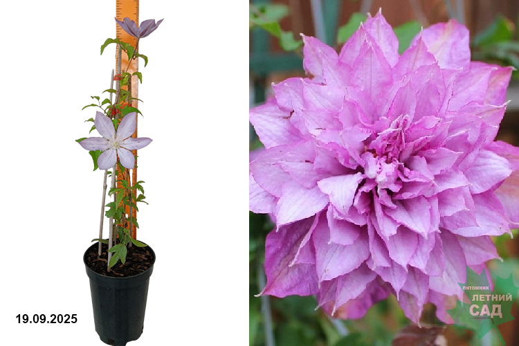 Клематис крупноцветковый Протеус (Clematis Proteus) С2,5