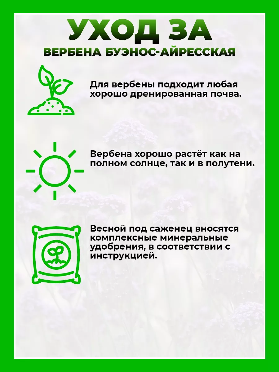 Вербена бонарская (буэнос-айресская)