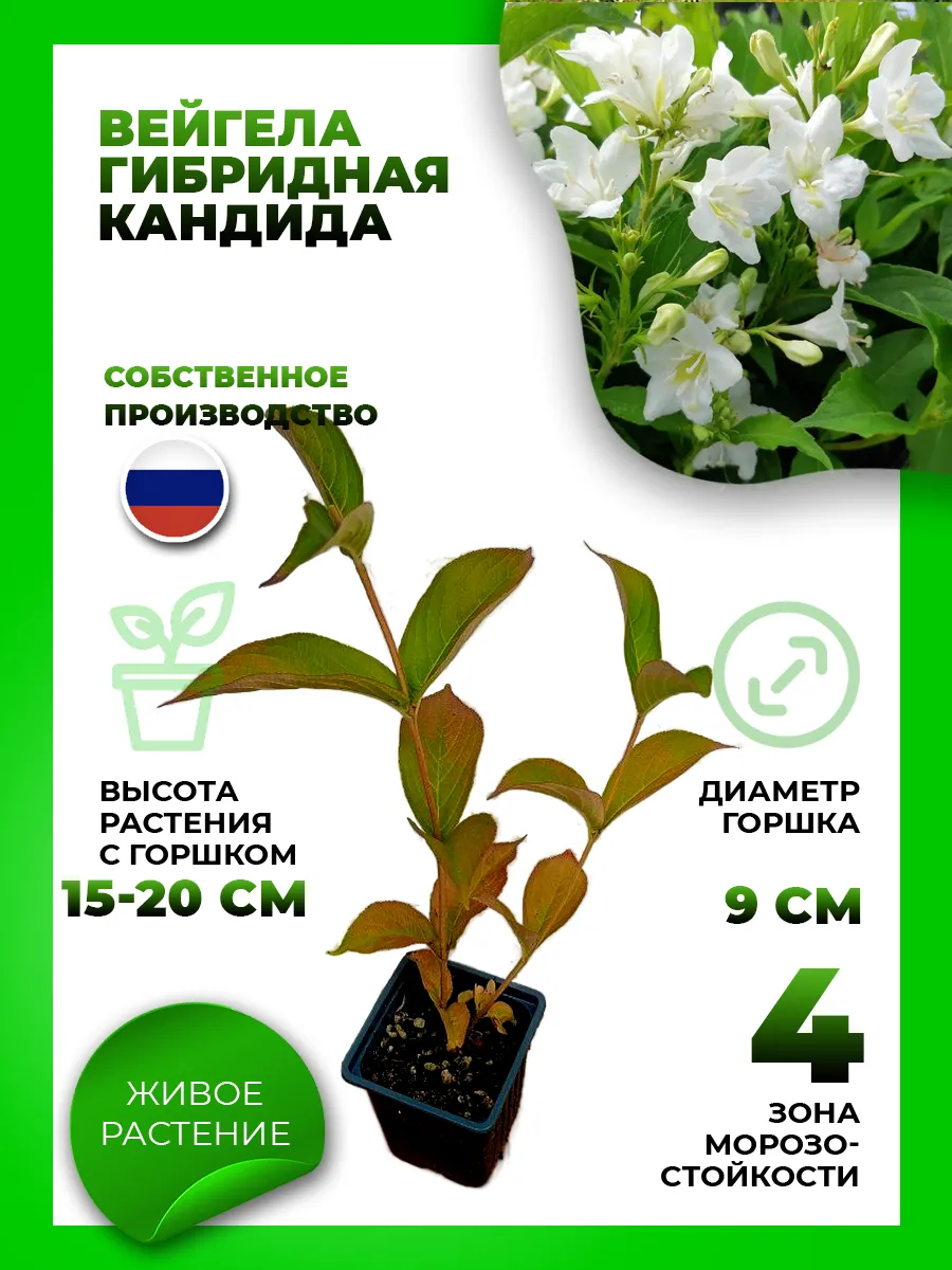 Вейгела гибридная Кандида