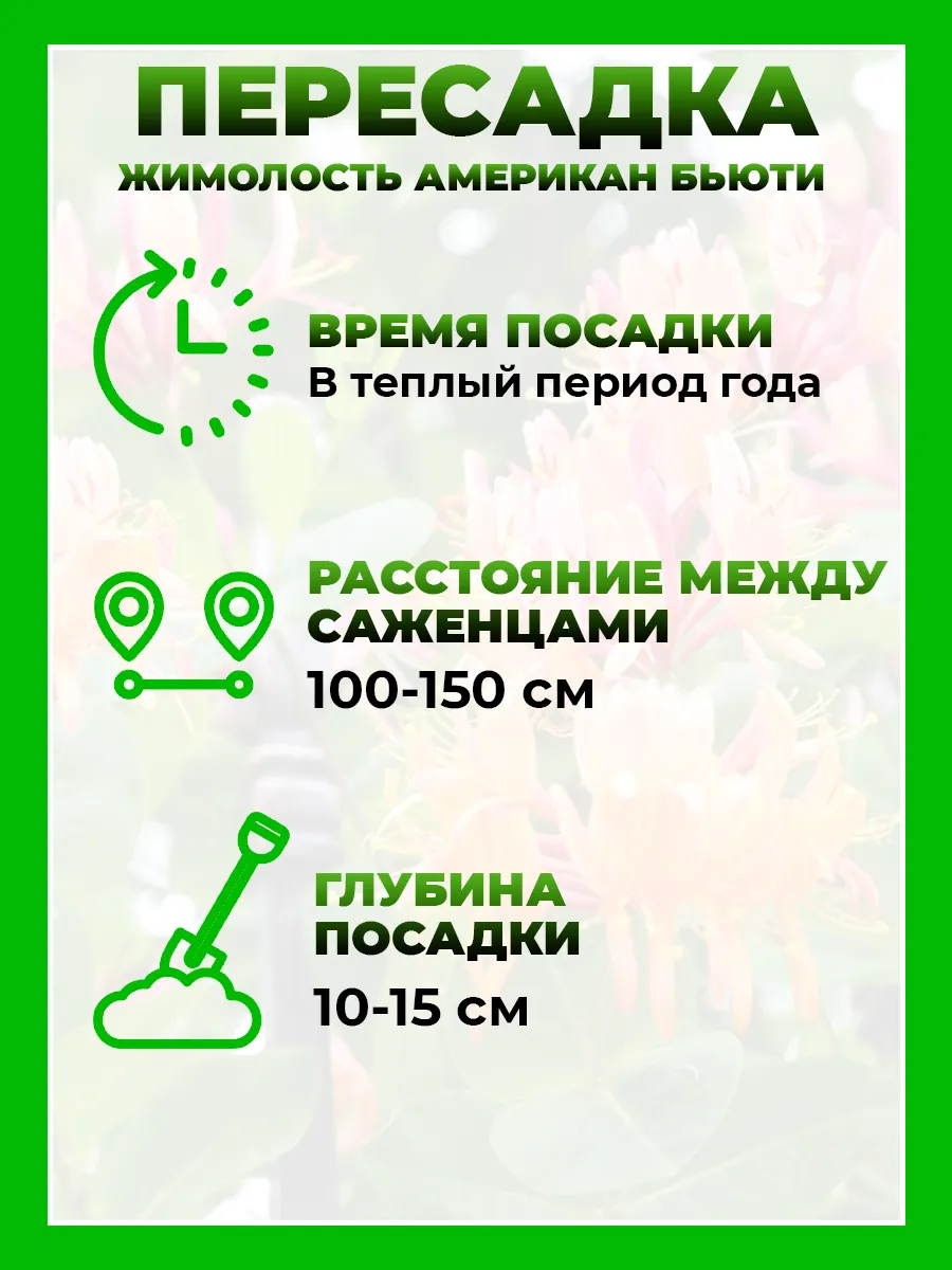 Жимолость Гекрота Американ Бьюти
