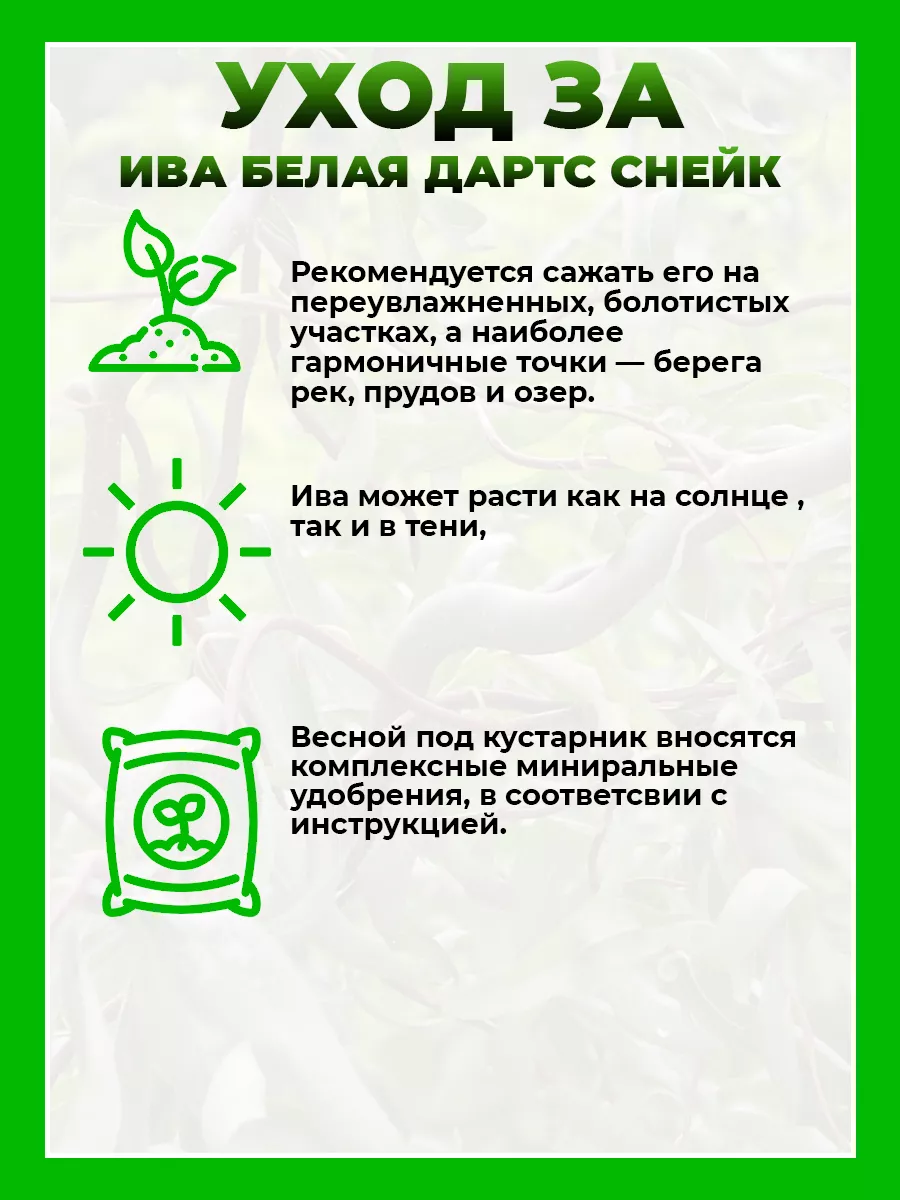 Ива белая Дартс Снейк