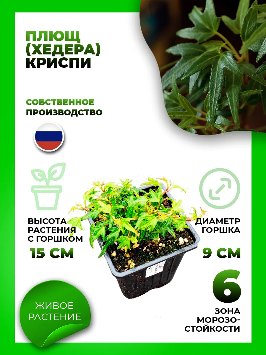 Плющ (хедера) Криспи