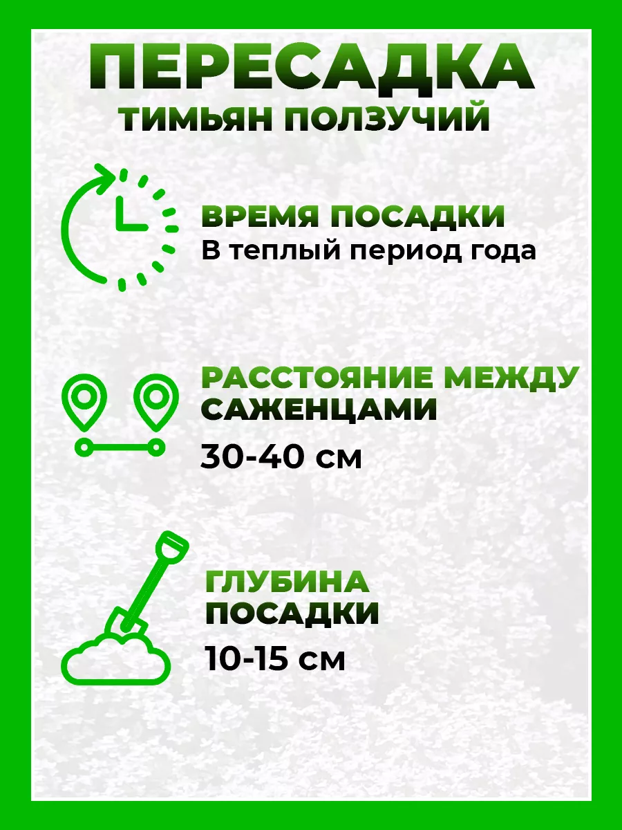 Тимьян ползучий