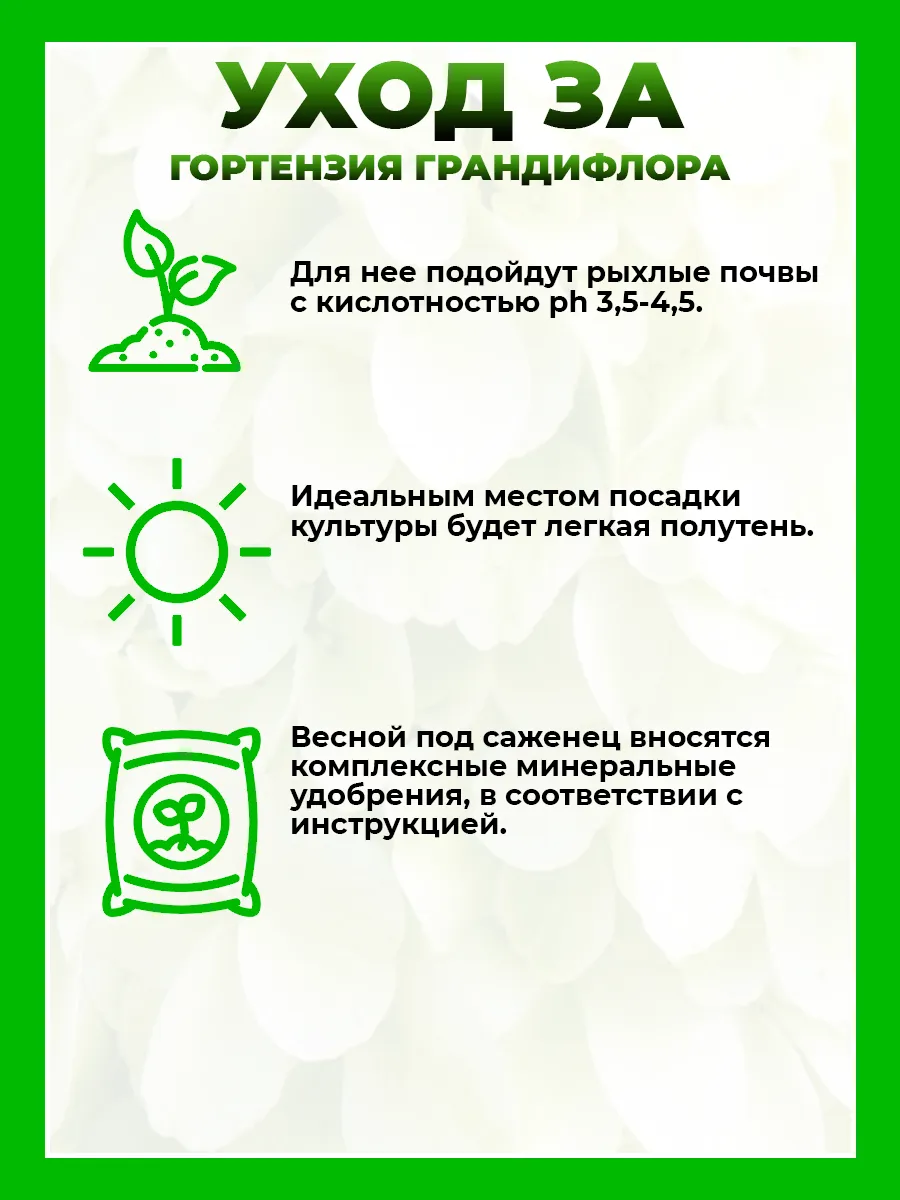 Гортензия метельчатая Грандифлора
