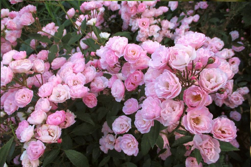 Роза мускусный гибрид Хевенли Пинк (Rosa Hybrid Musk Heavenly Pink) ОКС