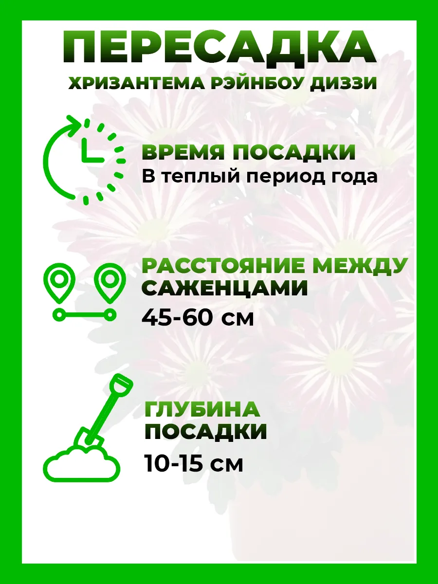 Хризантема крупноцветковая Рейнбоу Диззи