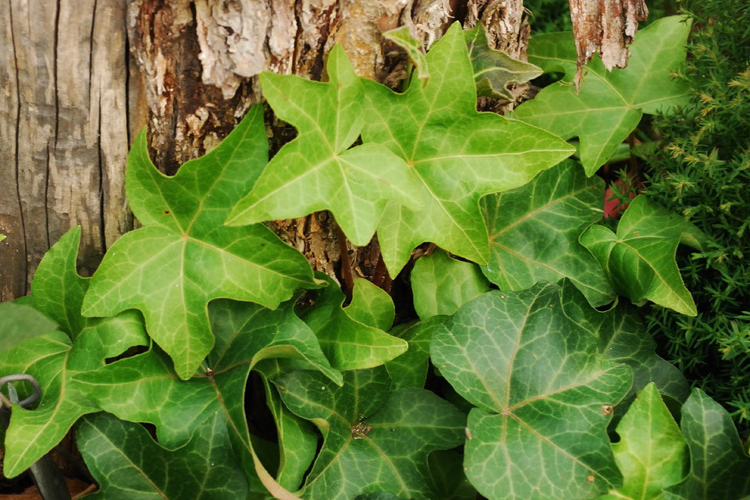 Хедера (Плющ) (Hedera helix) С10