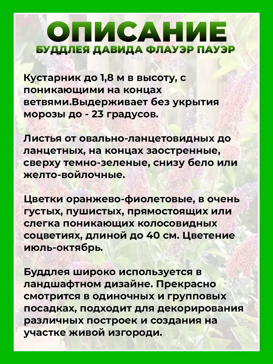 Буддлея Давида Флауэр Пауэр