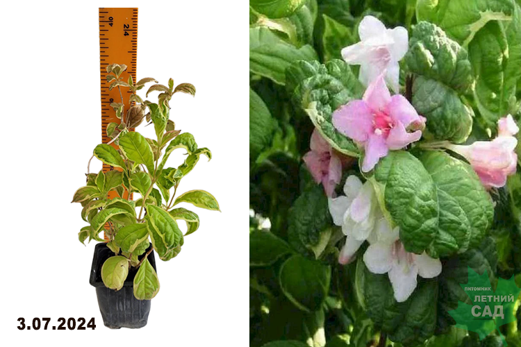 Вейгела Карикатура (Weigela florida Caricature) Р9