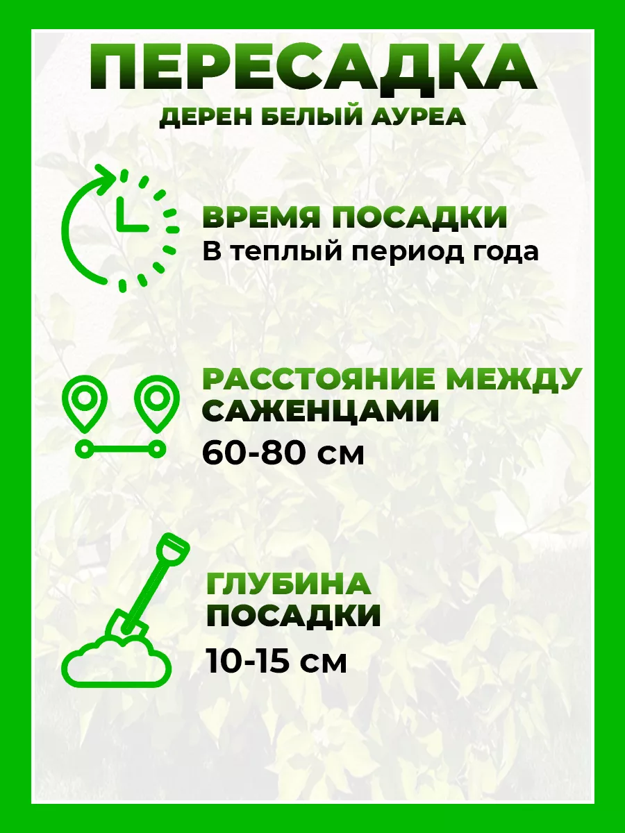Дерен белый Ауреа