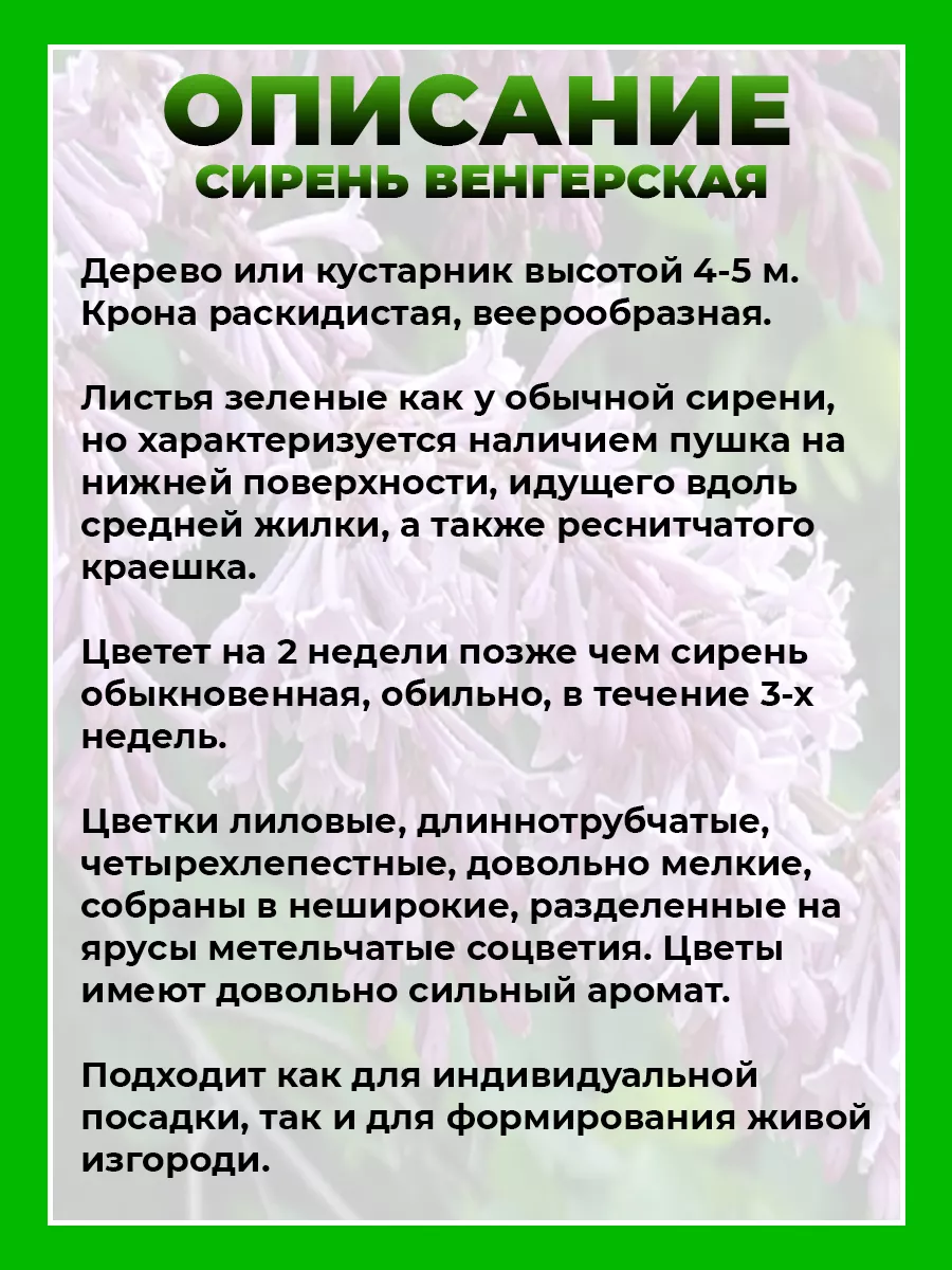 Сирень венгерская