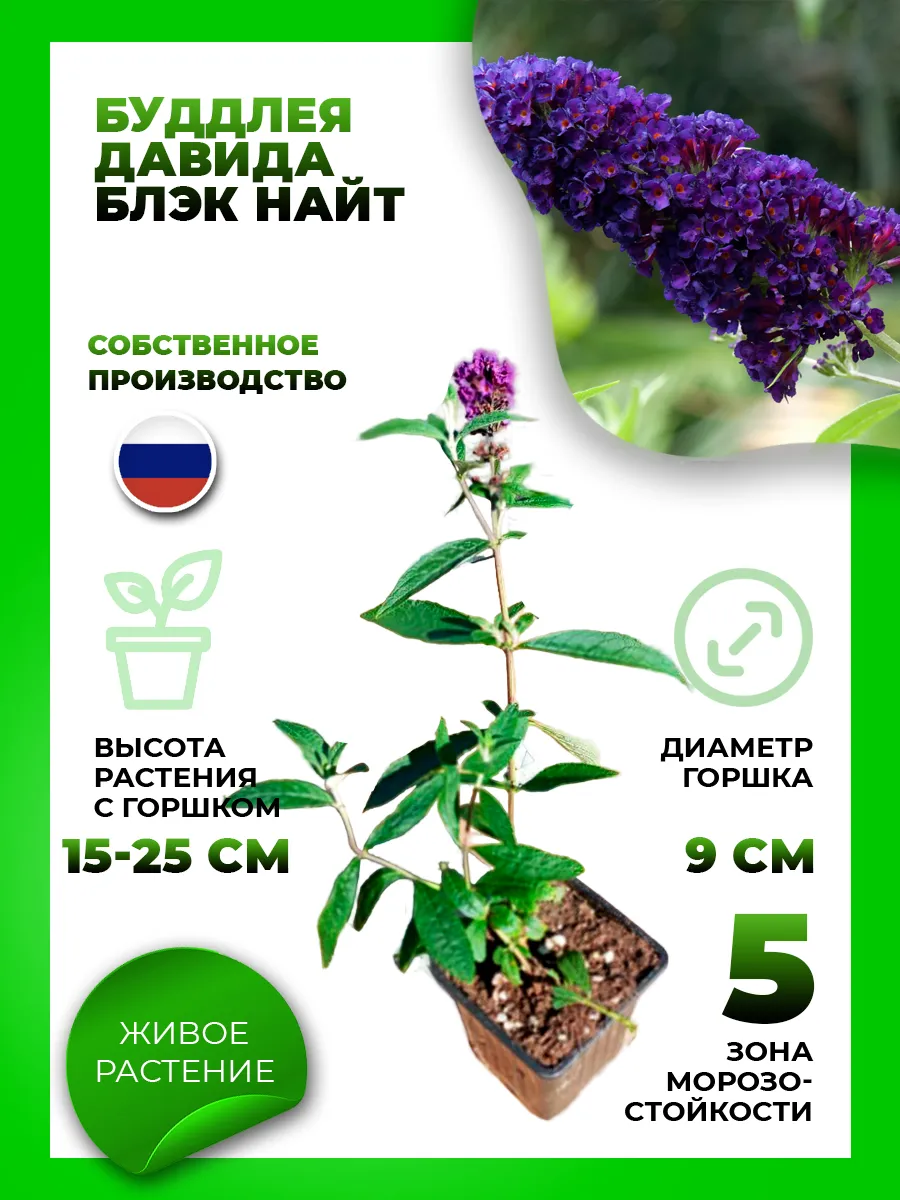 Буддлея Давида Блэк Найт