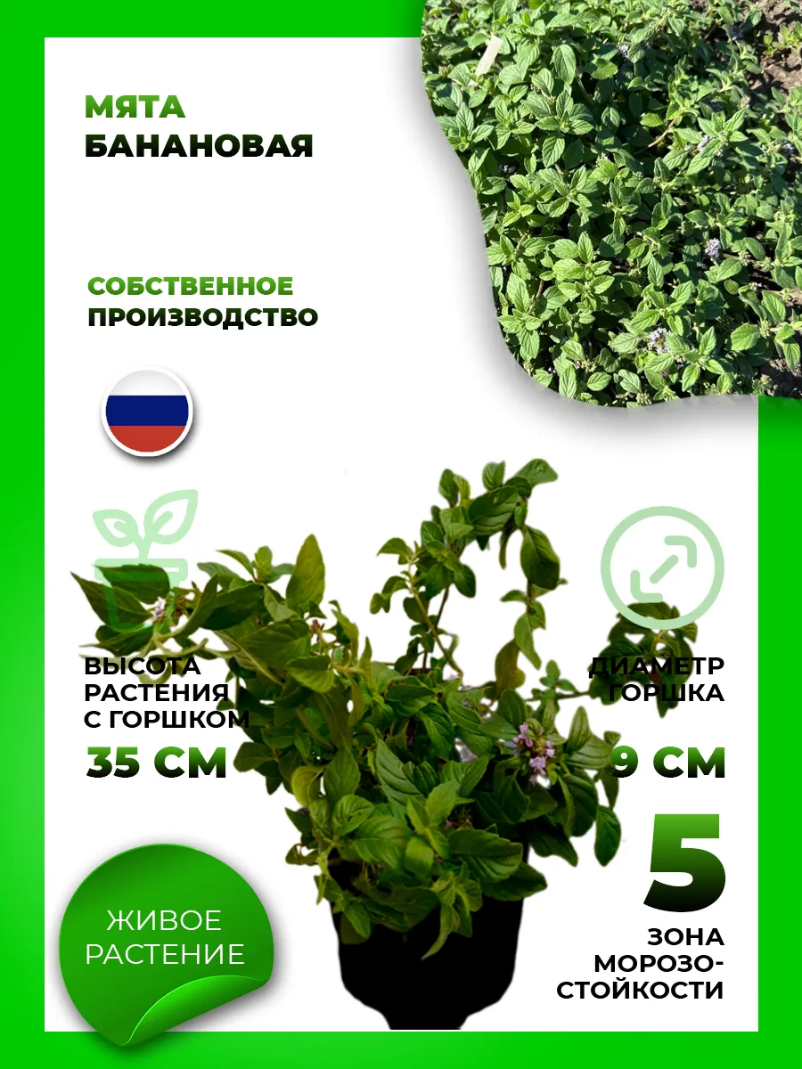 Мята Банановая