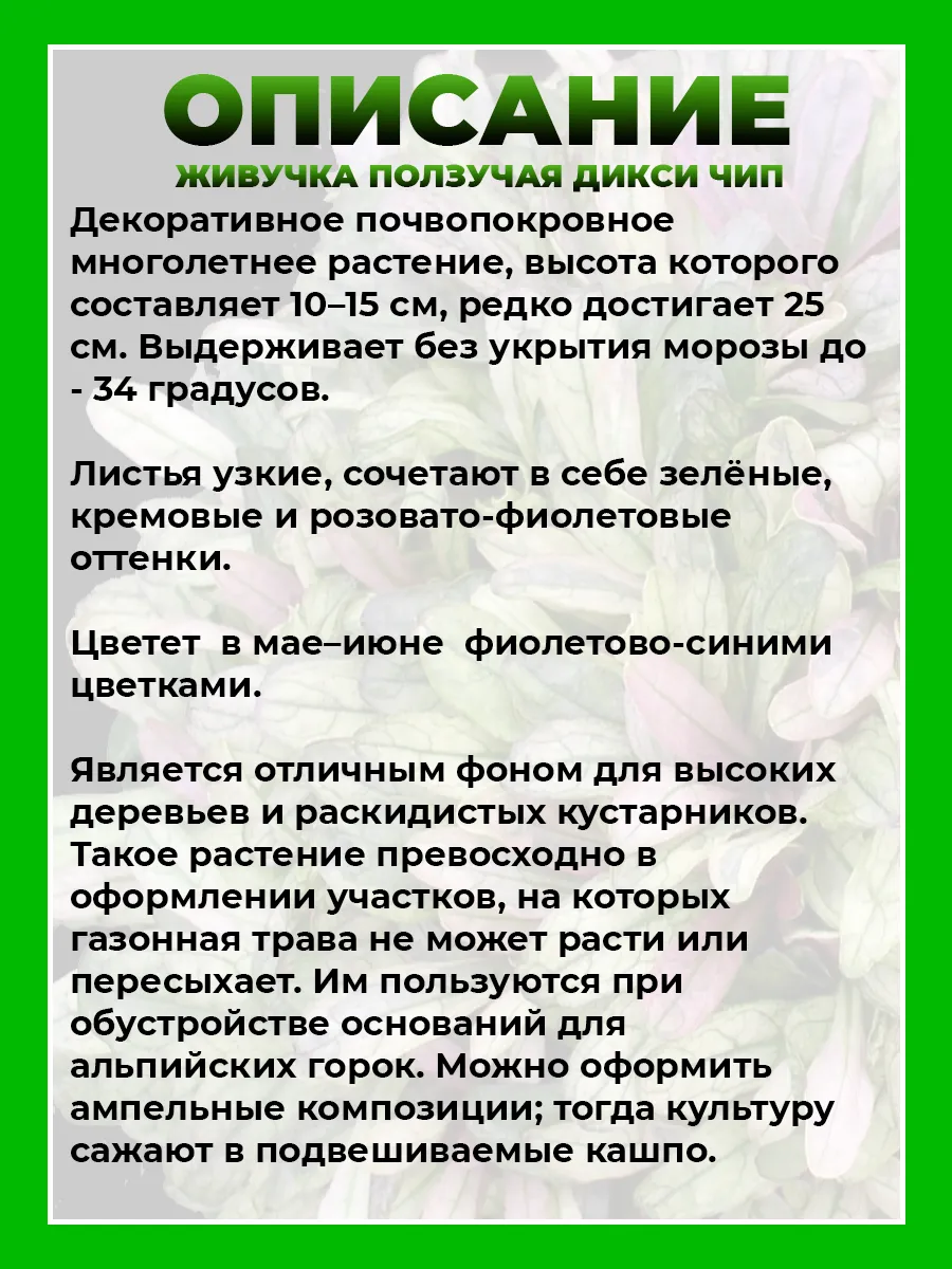 Живучка ползучая Дикси Чип