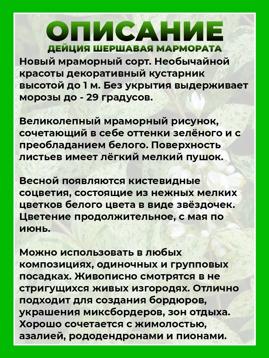 Дейция шершавая Мармората