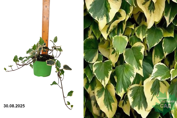 Плющ Глория де Маренго (Hedera algeriensis Gloire de Marengo) С2 лс