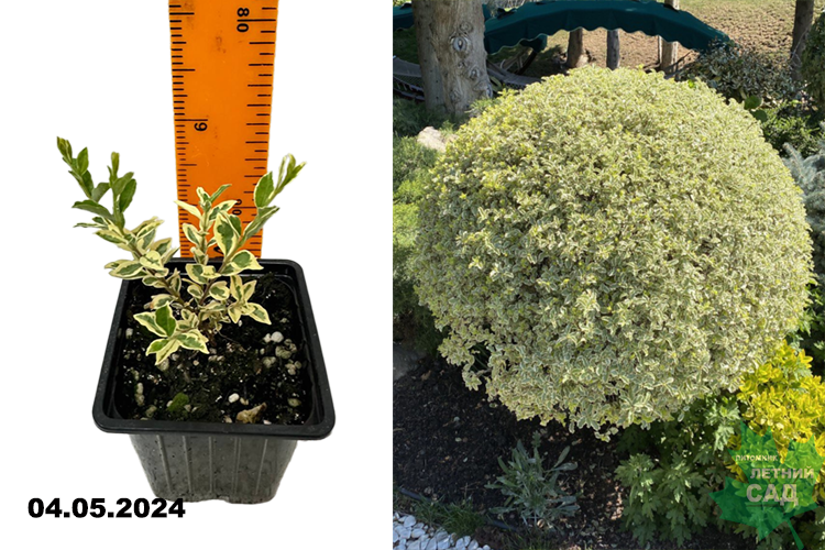 Бирючина ибота Мюсли (Ligustrum ibota Musli) Р9